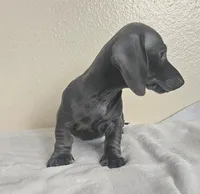 Lucas, a male Dachshund for sale in Broomfield, CO – 3 of 5