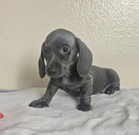 Lucas, a male Dachshund for sale in Broomfield, CO – 2 of 5