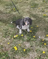 Nora, a female Dachshund for sale in Denver, CO – 4 of 6