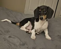 Nora, a female Dachshund for sale in Denver, CO – 2 of 6