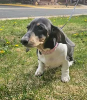 Nora, a female Dachshund for sale in Denver, CO – 5 of 6