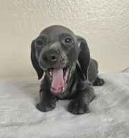 Lucas, a male Dachshund for sale in Broomfield, CO – 4 of 5