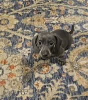 Richie, a male Dachshund for sale in Denver, CO – Photo 7 of 8