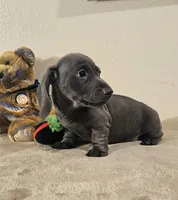 Richie, a male Dachshund for sale in Denver, CO – Photo 6 of 8