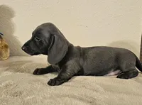 Richie, a male Dachshund for sale in Denver, CO – Photo 4 of 8