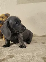 Richie, a male Dachshund for sale in Denver, CO – Photo 2 of 8