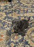 Richie, a male Dachshund for sale in Denver, CO – Photo 8 of 8