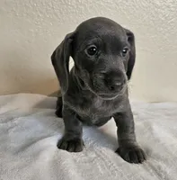 Marcus, a male Dachshund for sale in Broomfield, CO – 3 of 6