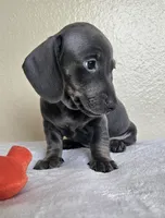 Logan, a male Dachshund for sale in Broomfield, CO – 2 of 5
