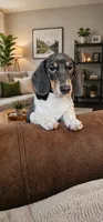 Nora, a female Dachshund for sale in Denver, CO – 1 of 10