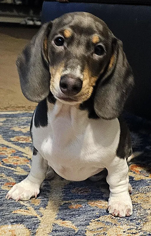 Nora – Dachshund puppy for sale in Denver, CO