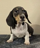 Nora, a female Dachshund for sale in Denver, CO – Photo 3 of 5