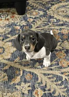 Nora, a female Dachshund for sale in Denver, CO – Photo 6 of 7