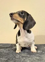 Nora, a female Dachshund for sale in Denver, CO – Photo 2 of 5