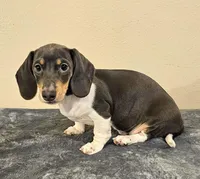 Nora, a female Dachshund for sale in Denver, CO – Photo 5 of 5