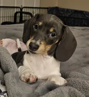 Nora, a female Dachshund for sale in Denver, CO – Photo 3 of 3