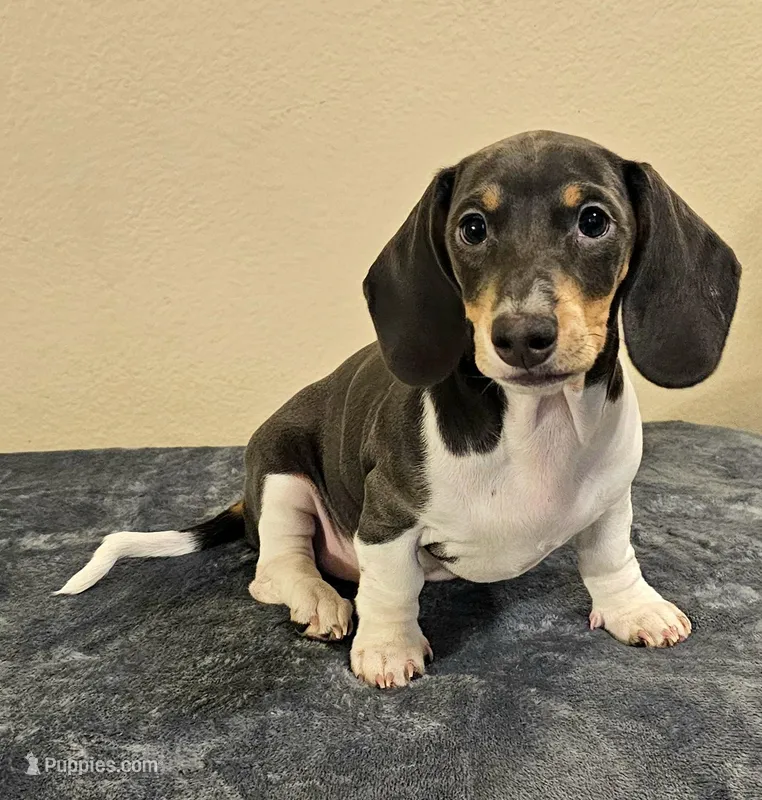 Nora, a female Dachshund for sale in Denver, CO – Photo 1 of 5