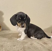 Nora, a female Dachshund for sale in Denver, CO – Photo 4 of 7