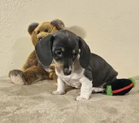 Nora, a female Dachshund for sale in Denver, CO – Photo 3 of 7