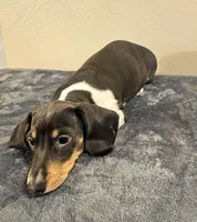 Nora, a female Dachshund for sale in Denver, CO – Photo 4 of 5