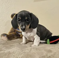 Nora, a female Dachshund for sale in Denver, CO – Photo 5 of 7