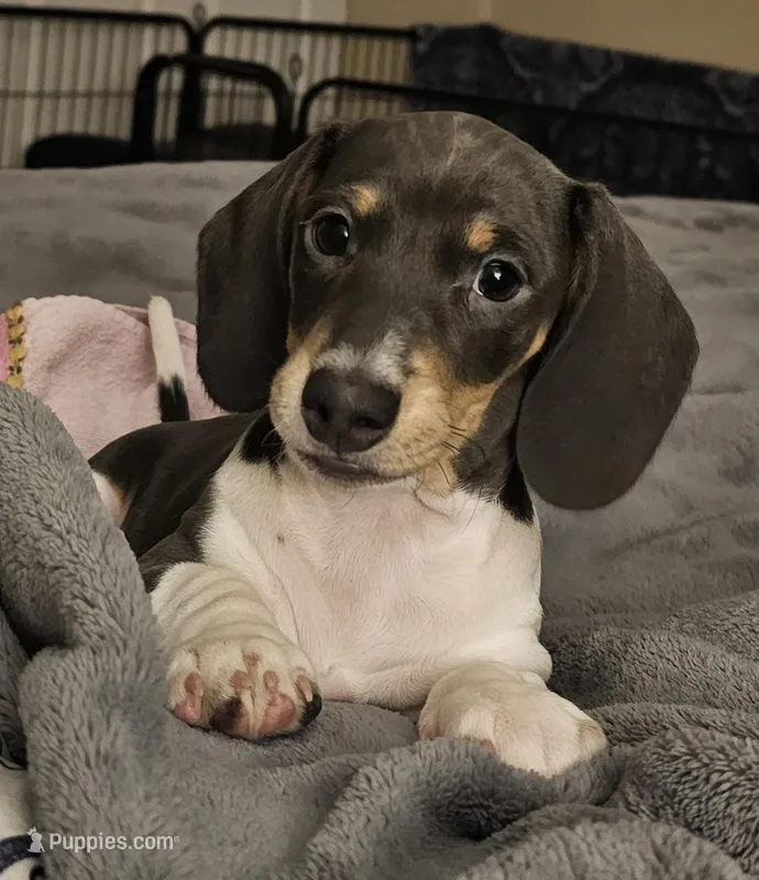 Nora – Dachshund puppy for sale in Denver, CO