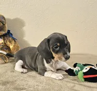 Nora, a female Dachshund for sale in Denver, CO – Photo 2 of 7