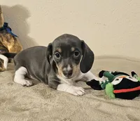 Nora, a female Dachshund for sale in Denver, CO – Photo 1 of 7