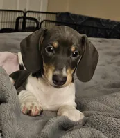 Nora, a female Dachshund for sale in Denver, CO – Photo 2 of 3