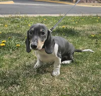 Nora, a female Dachshund for sale in Denver, CO – 6 of 6