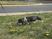 Nora, a female Dachshund for sale in Denver, CO – 3 of 6