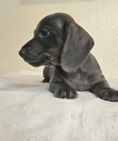 Marcus, a male Dachshund for sale in Broomfield, CO – 2 of 6