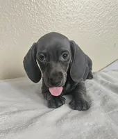 Lucas, a male Dachshund for sale in Broomfield, CO – 5 of 5