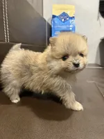 Romeo, a male Pomeranian for sale in Roseville, CA – Photo 1 of 2