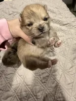 Romeo, a male Pomeranian for sale in Roseville, CA – Photo 2 of 2