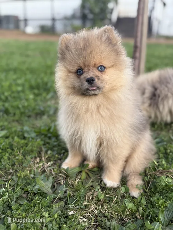 Blue – Pomeranian puppy for sale in Roseville, CA