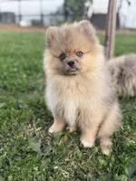 Blue, a male Pomeranian for sale in Roseville, CA – Photo 3 of 5