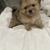 Blue, a male Pomeranian for sale in Roseville, CA – Photo 5 of 5