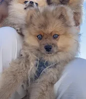 Blue, a male Pomeranian for sale in Roseville, CA – Photo 1 of 5