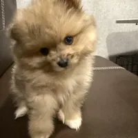 Blue, a male Pomeranian for sale in Roseville, CA – Photo 4 of 5