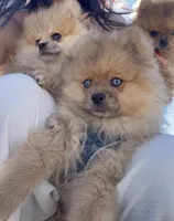 Blue, a male Pomeranian for sale in Roseville, CA – Photo 2 of 5