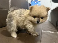 Max, a male Pomeranian for sale in Roseville, CA – Photo 1 of 2