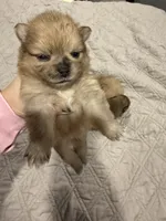 Max, a male Pomeranian for sale in Roseville, CA – Photo 2 of 2