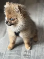 stitch, a male Pomeranian for sale in Roseville, CA – 2 of 6