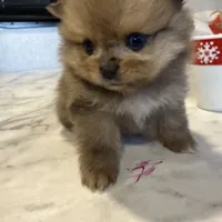 stitch, a male Pomeranian for sale in Roseville, CA – Photo 2 of 3