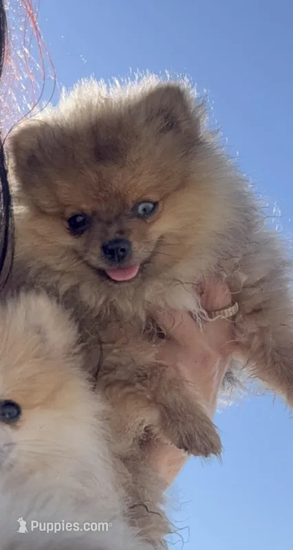 stitch – Pomeranian puppy for sale in Roseville, CA