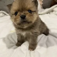 stitch, a male Pomeranian for sale in Roseville, CA – Photo 3 of 3