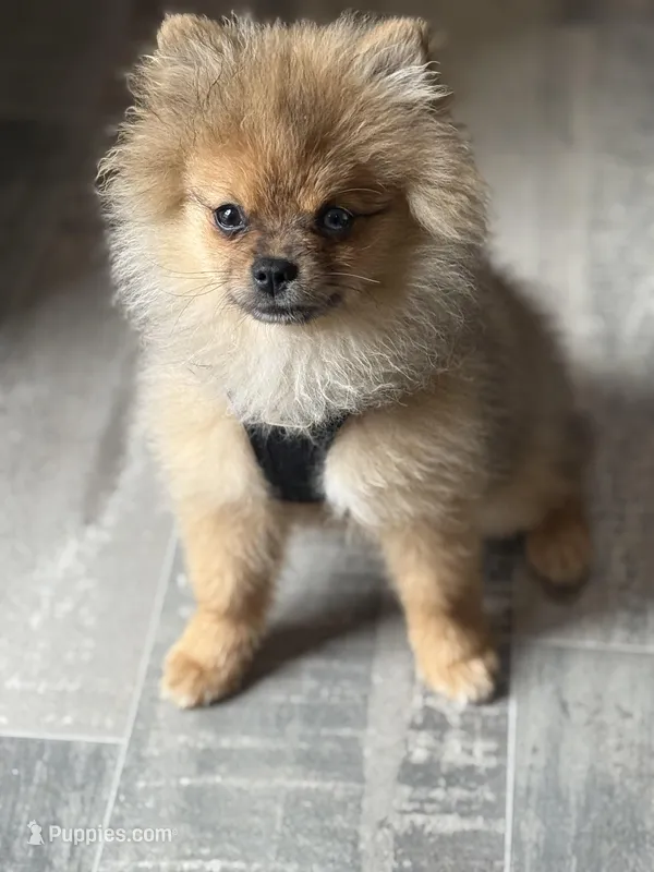 stitch – Pomeranian puppy for sale in Roseville, CA