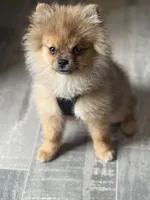 stitch, a male Pomeranian for sale in Roseville, CA – 1 of 6