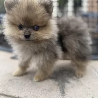 stitch, a male Pomeranian for sale in Roseville, CA – Photo 1 of 3